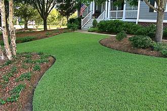 Icon Zoysia Sod